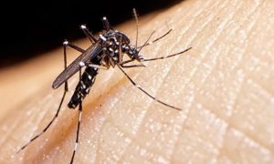 Dengue